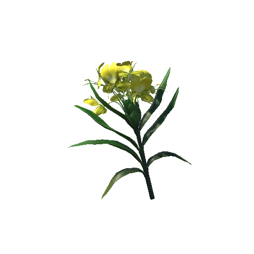 Hedychium_coronarium_Koenig_Flower yellow